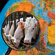 Koeien in stal van veehouder door vergrootglas tegen verlichte wereldbol
